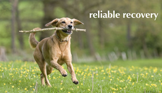 Debt Recovery